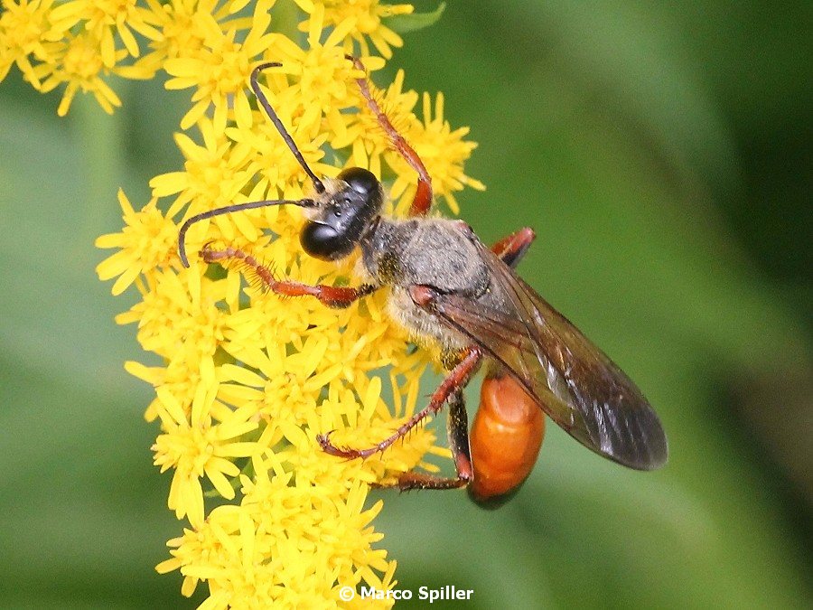 Sphecidae: Sphex flavipennis. Pi confacente S. funerarius, femmina